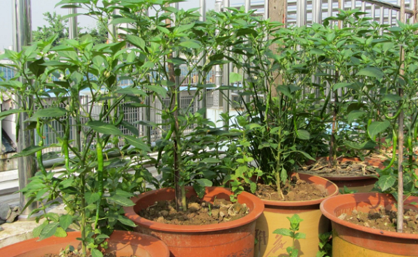 辣椒盆栽种植方法