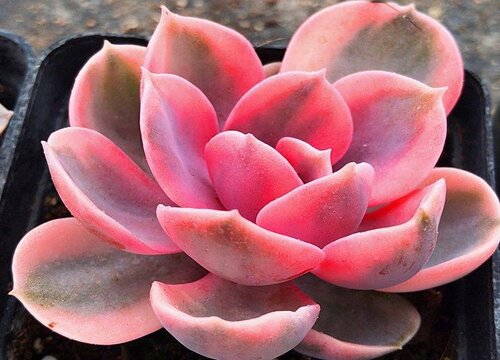 天冷多肉植物颜色变化的原因