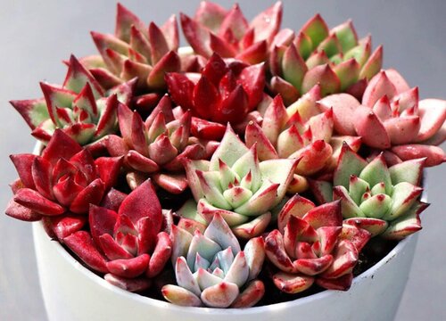 天冷多肉植物颜色变化的原因