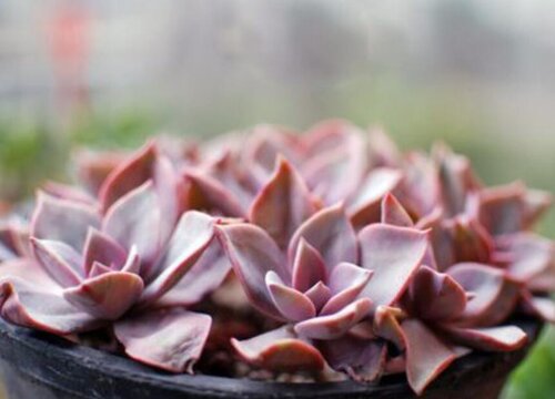 天冷多肉植物颜色变化的原因