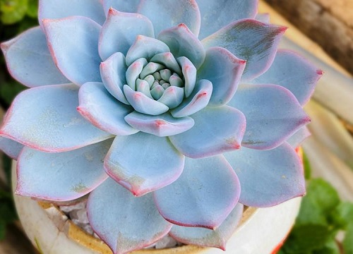 天冷多肉植物颜色变化的原因