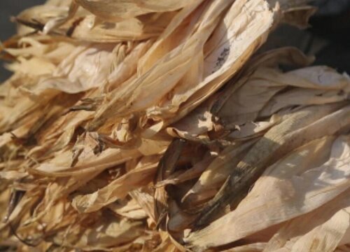 玉米皮可以做肥料吗