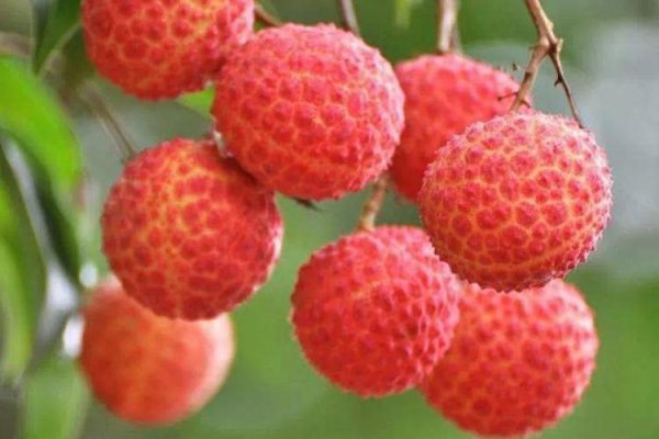 广州荔枝几月份成熟上市