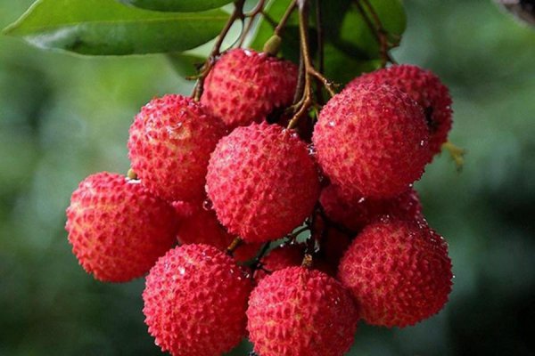 广州荔枝几月份成熟上市