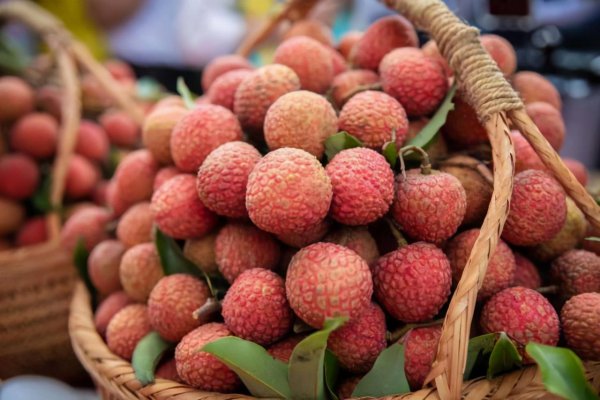 广州荔枝几月份成熟上市