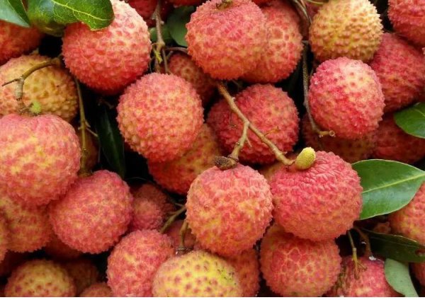 广州荔枝几月份成熟上市