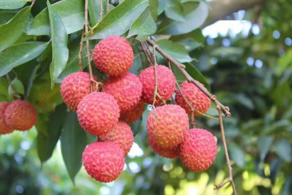 广州荔枝几月份成熟上市