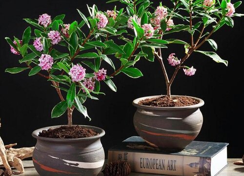 金边瑞香一年开几次花