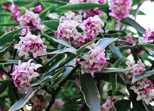 金边瑞香一年开几次花