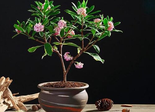 金边瑞香一年开几次花