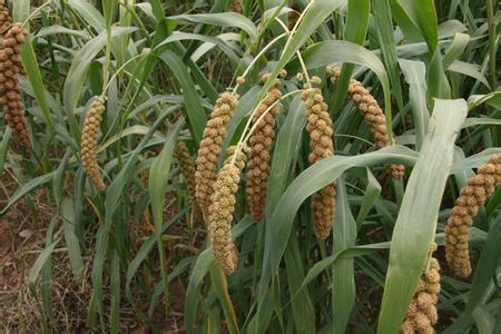 黍是什么农作物