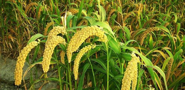 黍是什么农作物