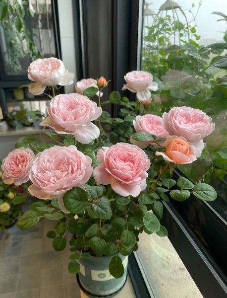 灌木瑞典女王月季优缺点