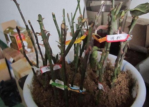 嘉宝果扦插多久生根