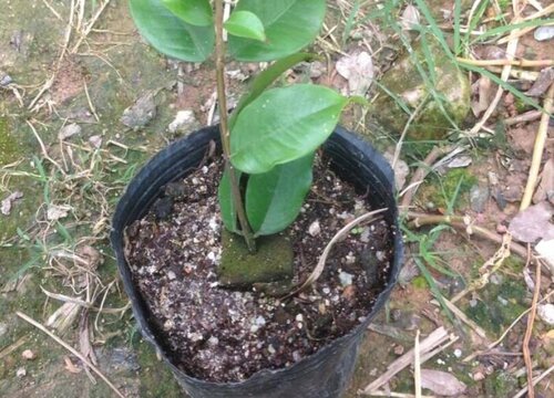 嘉宝果扦插多久生根