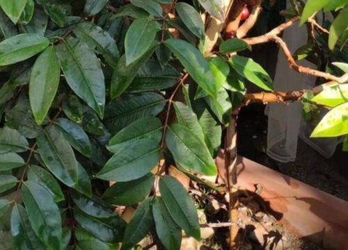 嘉宝果扦插多久生根