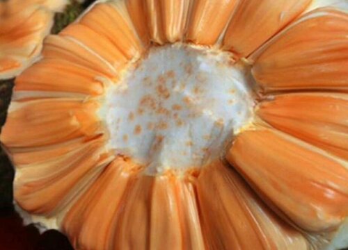 榴莲蜜什么时候成熟