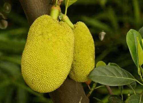 榴莲蜜什么时候成熟