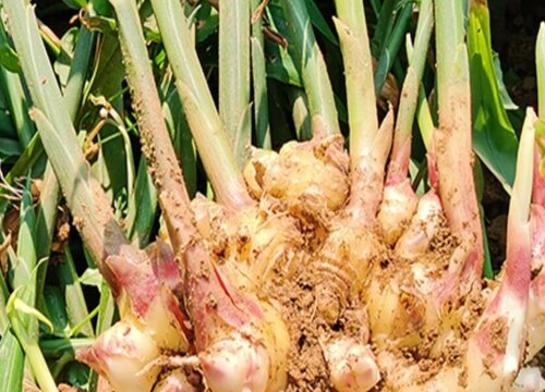 生姜种植时间和方法