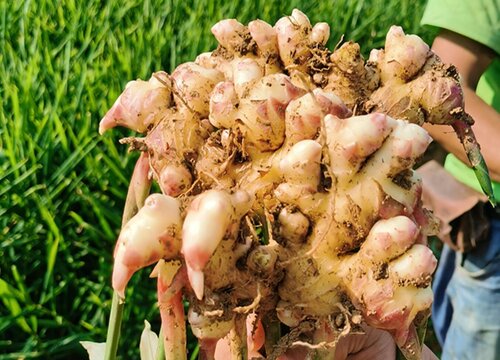 生姜种植时间和方法