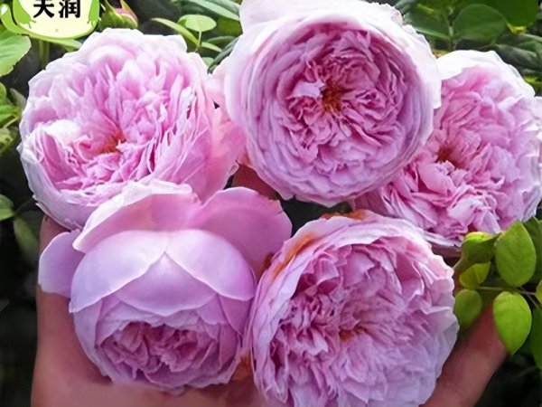 自由精神月季优缺点