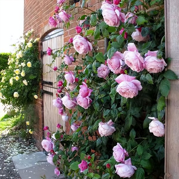 自由精神月季优缺点