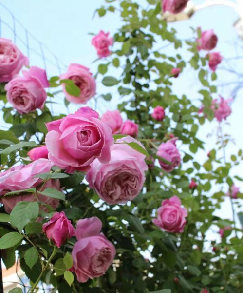 自由精神月季优缺点