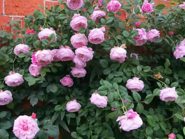 自由精神月季优缺点