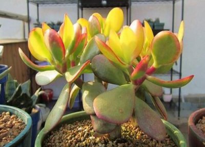 姬红花月的养殖方法和注意事项 姬红花月多肉怎样养护