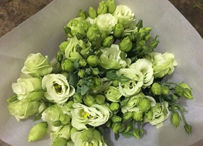 绿色桔梗花花语 绿色桔梗花的花语是什么意思