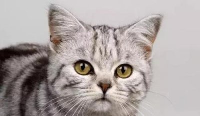 家里养猫对财运好不好 猫是招财的还是来灾的风水说法