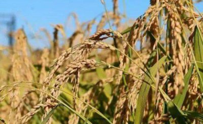 水稻稻瘟病有哪些症状 水稻稻瘟病发生情况及原因