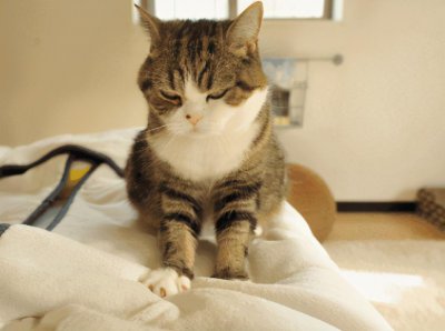 小猫踩奶是一种什么表现 猫咪踩奶想表达这几件事