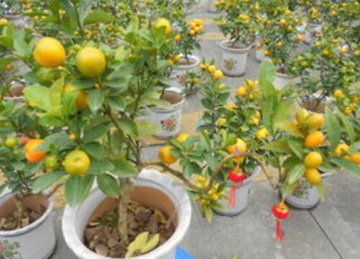 金桔什么时候移栽最好 盆栽金桔最佳移栽时间