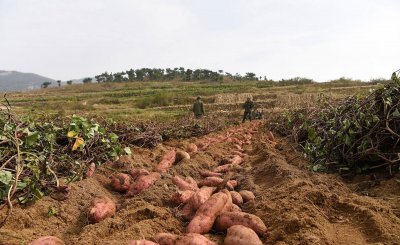 亩产三万斤红薯技术 红薯种植亩产过万的几个关键要点