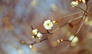 躲春开灯有什么影响 躲春开灯影响有什么