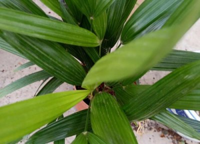 贝叶是什么树长的叶子 贝叶经是什么树的叶子