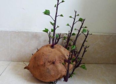 发芽的紫薯还能吃吗 紫红薯发芽了可以吃吗
