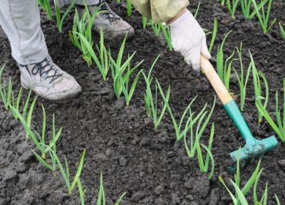 种植大蒜能浇粪水吗 自己种大蒜苗能浇人粪尿