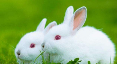 养100只兔子一年的利润 兔子的养殖成与效益分析