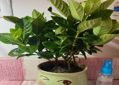 黄泥土养的栀子花怎样换盆 刚买栀子花有黄土如何换盆