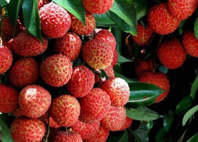 荔枝哪个品种最好吃 目前荔枝品种排名 图片