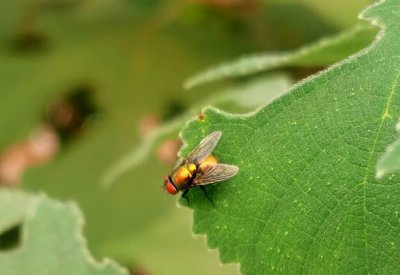 驱赶苍蝇的最佳方法和东西 驱赶苍蝇简单实用的办法