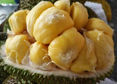 榴莲种子栽种步骤 榴莲种子怎么种植方法