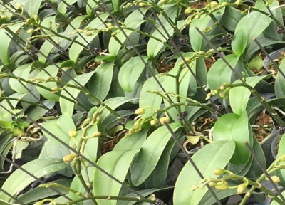 蝴蝶兰怎么养开花快给我介绍一下 蝴蝶兰小苗牢记哪些养护要点不烂根长得旺