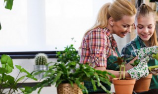 香樟树修剪什么季节 香樟树修剪是什么季节