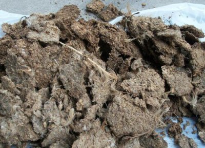 放了一年的干鸡粪能用吗 露天堆放晒干鸡粪多长时间能用