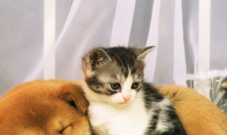 小猫一直叫是怎么回事 小猫一直叫是什么原因