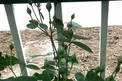 月季花苞一直不开花怎么回事 打了花苞却开不出来花原因