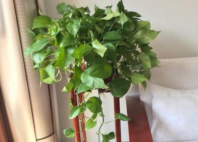 绿萝开花是什么样子 开花预示着什么寓意